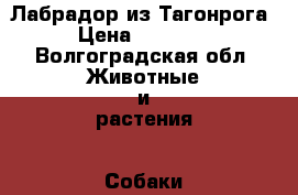 Лабрадор из Тагонрога › Цена ­ 15 000 - Волгоградская обл. Животные и растения » Собаки   . Волгоградская обл.